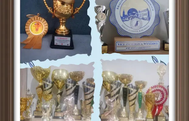 Zapowiedź miotu Cocker spaniel angielski 8