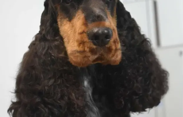 Zapowiedź miotu Cocker spaniel angielski 9