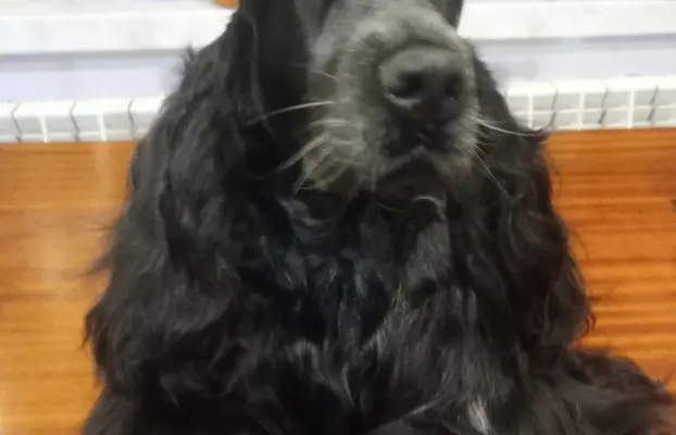 Zapowiedź miotu Cocker spaniel angielski 10