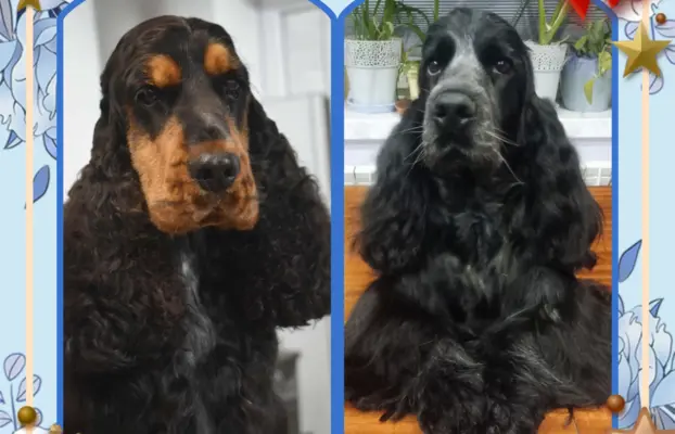 Zapowiedź miotu Cocker spaniel angielski 1