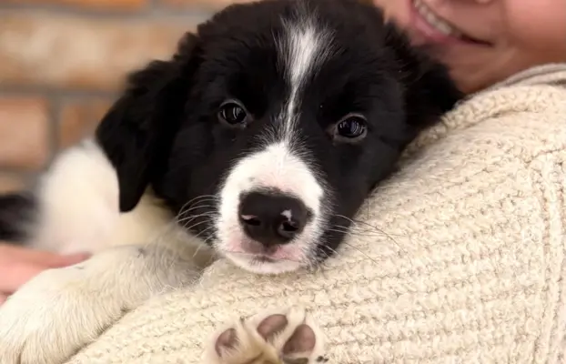 Chłopak Border Collie gotowy do odbioru. 2