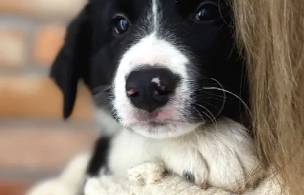 Chłopak Border Collie gotowy do odbioru. 3