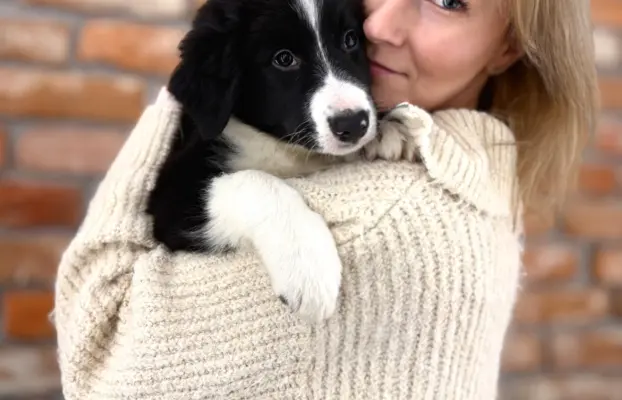 Chłopak Border Collie gotowy do odbioru. 4