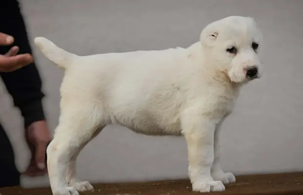 Owczarek Środkowoazjatycki – szczenięta najwyższej jakości 1