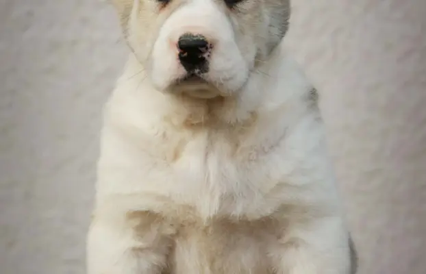 Owczarek Środkowoazjatycki – szczenięta najwyższej jakości 2