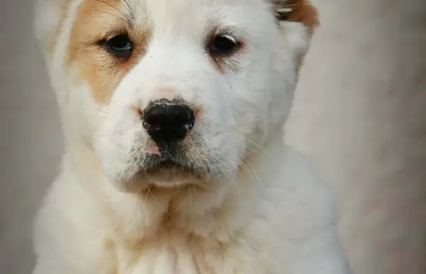 Owczarek Środkowoazjatycki – szczenięta najwyższej jakości 3