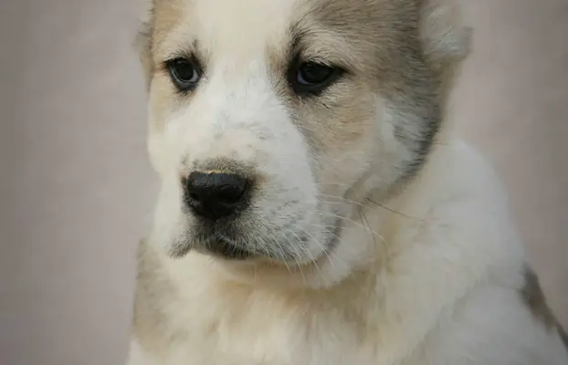 Owczarek Środkowoazjatycki – szczenięta najwyższej jakości 4