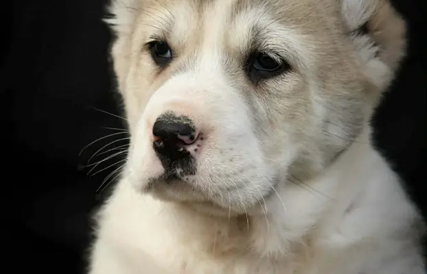 Owczarek Środkowoazjatycki – szczenięta najwyższej jakości 5