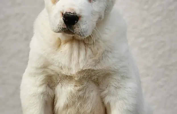 Owczarek Środkowoazjatycki – szczenięta najwyższej jakości 6