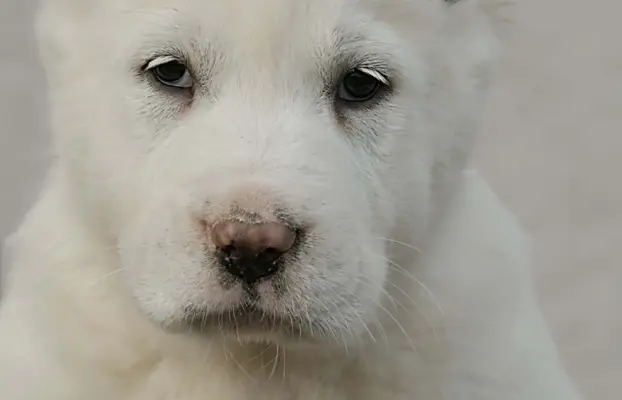 Owczarek Środkowoazjatycki – szczenięta najwyższej jakości 7