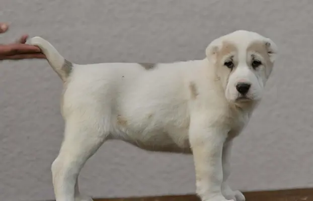 Owczarek Środkowoazjatycki – szczenięta najwyższej jakości 8