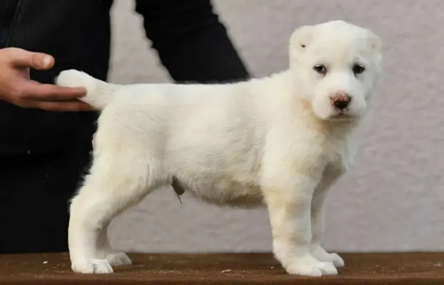 Owczarek Środkowoazjatycki – szczenięta najwyższej jakości 9