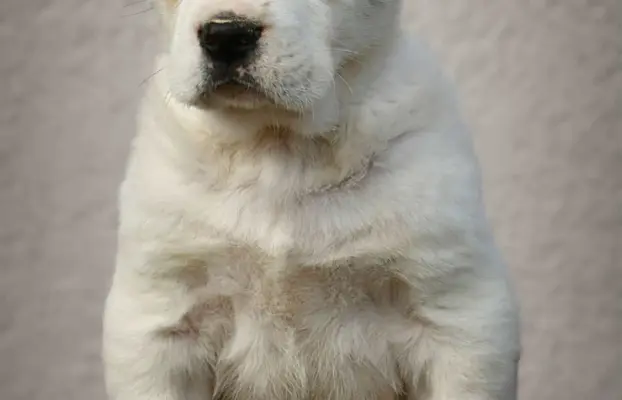 Owczarek Środkowoazjatycki – szczenięta najwyższej jakości 10