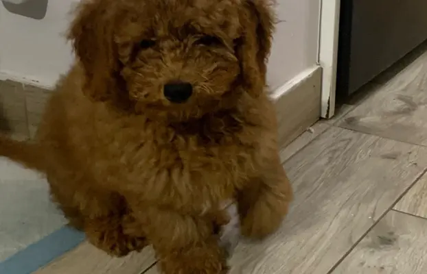 Pudel miniaturowy red 8