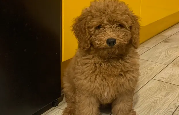 Pudel miniaturowy red 10