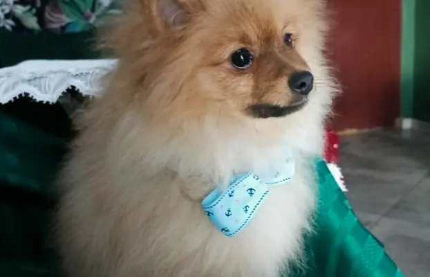 Wzorcowy Mały Szpic Niemiecki exterrier rodzice FCI 1