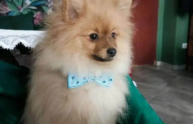 Wzorcowy Mały Szpic Niemiecki exterrier rodzice FCI 2