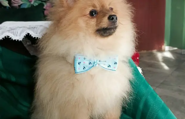 Wzorcowy Mały Szpic Niemiecki exterrier rodzice FCI 3