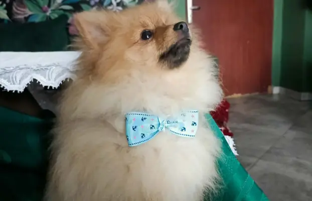 Wzorcowy Mały Szpic Niemiecki exterrier rodzice FCI 4