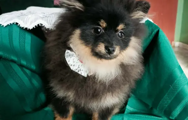 Wzorcowy Mały Szpic Niemiecki exterrier rodzice FCI 7