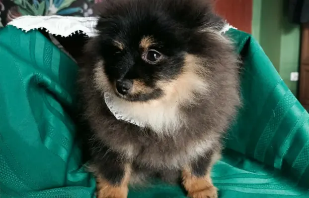 Wzorcowy Mały Szpic Niemiecki exterrier rodzice FCI 8