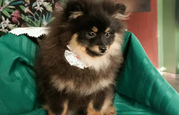 Wzorcowy Mały Szpic Niemiecki exterrier rodzice FCI 9