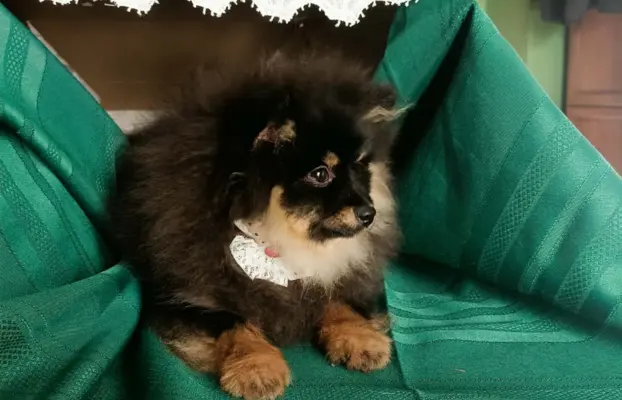 Wzorcowy Mały Szpic Niemiecki exterrier rodzice FCI 10