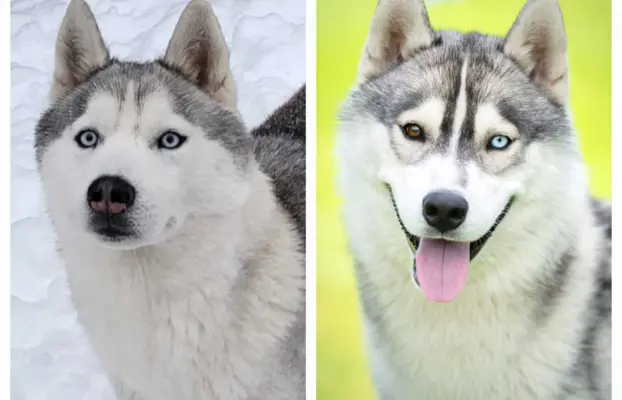 Siberian Husky szczenięta suczka pies zkwp fci po champion 1