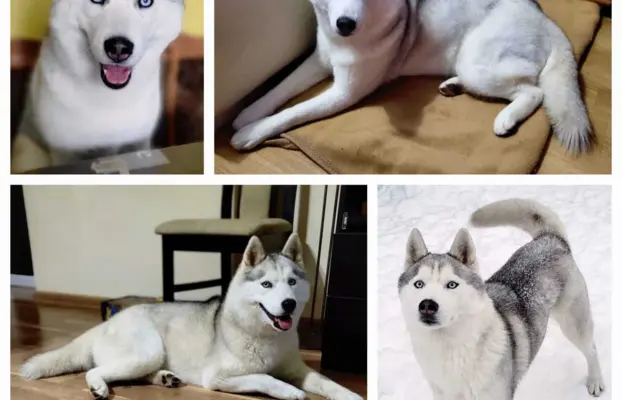 Siberian Husky szczenięta suczka pies zkwp fci po champion 3