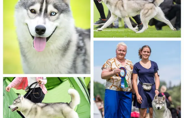Siberian Husky szczenięta suczka pies zkwp fci po champion 8