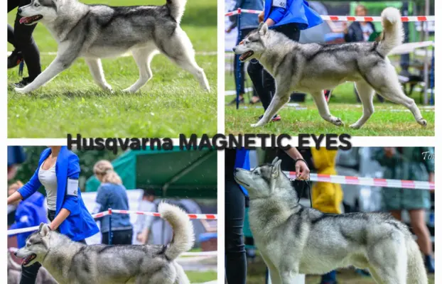Siberian Husky szczenięta suczka pies zkwp fci po champion 9