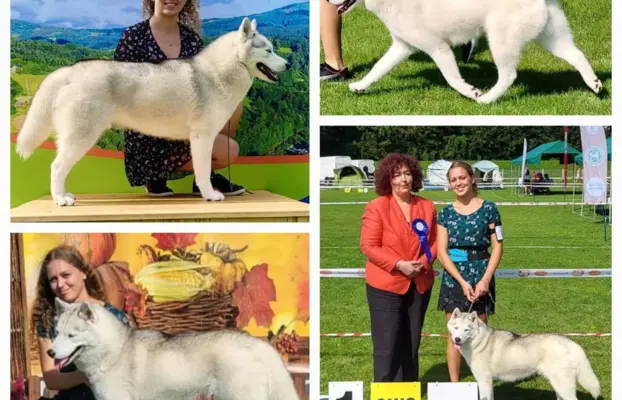 Siberian Husky szczenięta suczka pies zkwp fci po champion 10