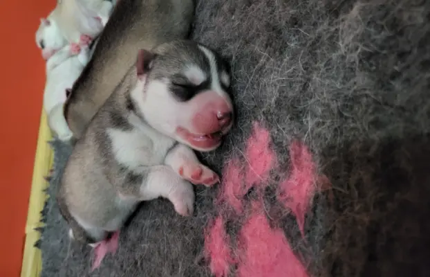 Siberian Husky szczenięta suczka pies zkwp fci po champion 4