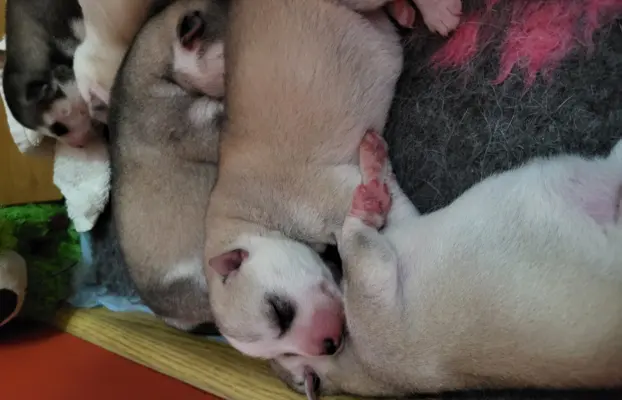 Siberian Husky szczenięta suczka pies zkwp fci po champion 2