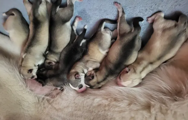 Siberian Husky szczenięta suczka pies zkwp fci po champion 5