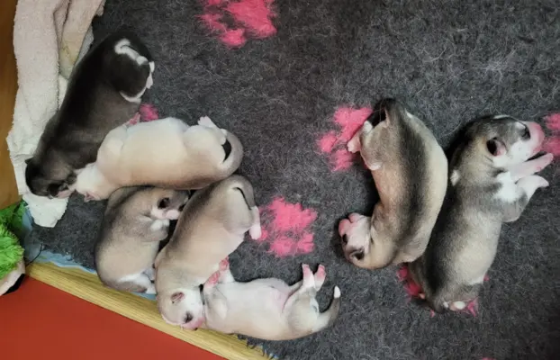 Siberian Husky szczenięta suczka pies zkwp fci po champion 6