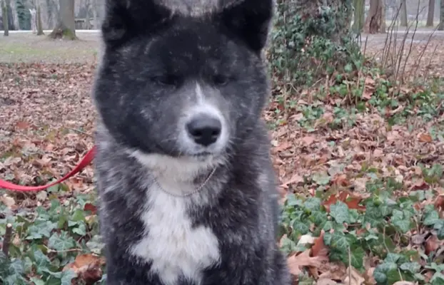 Akita - pręgowane szczenię na sprzedaż ZKWP / FCI 3