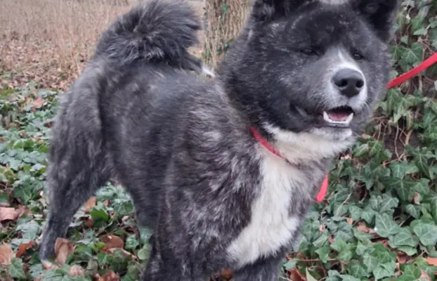 Akita - pręgowane szczenię na sprzedaż ZKWP / FCI 1