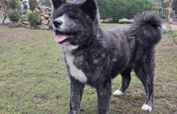 Akita - pręgowane szczenię na sprzedaż ZKWP / FCI 2