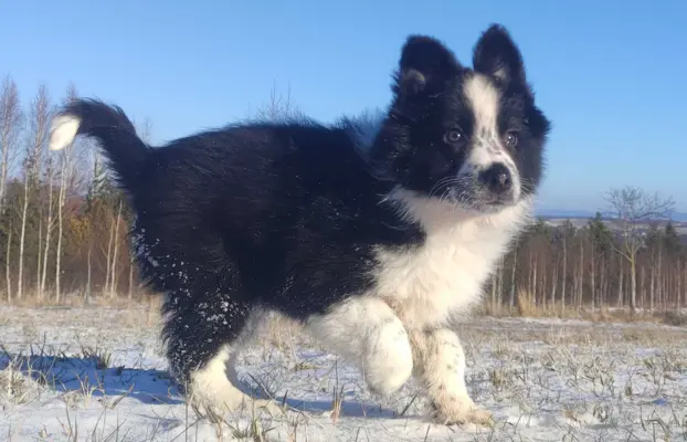 Szczeniak Suczka BORDER COLLIE z Hodowli - Rasowa pełna dok. 2