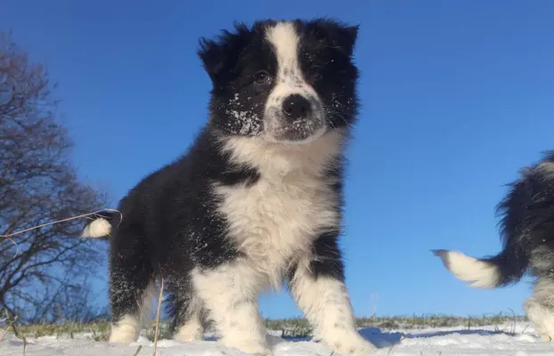 Szczeniak Suczka BORDER COLLIE z Hodowli - Rasowa pełna dok. 3