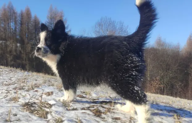 Szczeniak Suczka BORDER COLLIE z Hodowli - Rasowa pełna dok. 4