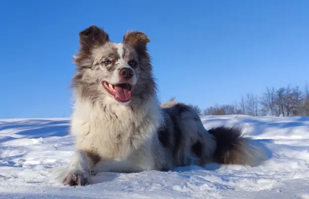 Szczeniak Suczka BORDER COLLIE z Hodowli - Rasowa pełna dok. 5