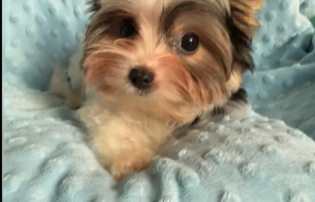 Piękny samiec york biewer 3