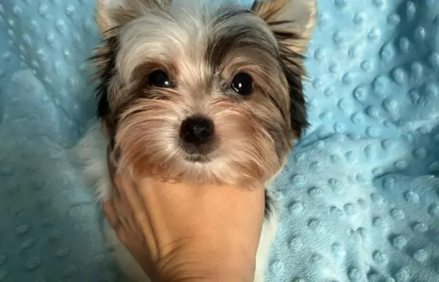 Piękny samiec york biewer 5