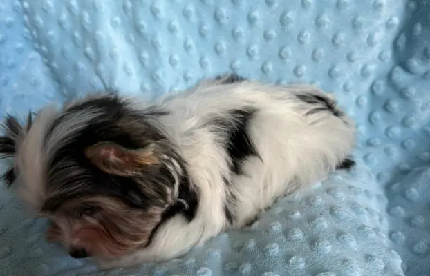 Piękny samiec york biewer 4