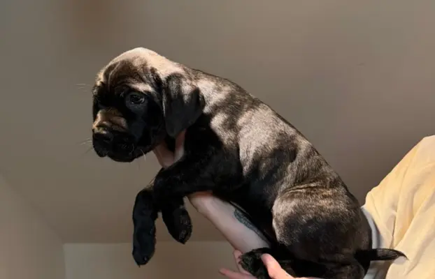 Piękne Szczeniaki Cane Corso | Czarne i Czarne Pręgowane 10