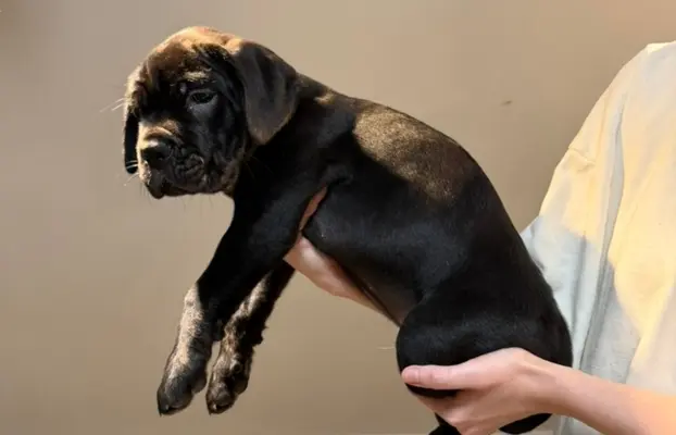 Piękne Szczeniaki Cane Corso | Czarne i Czarne Pręgowane 4