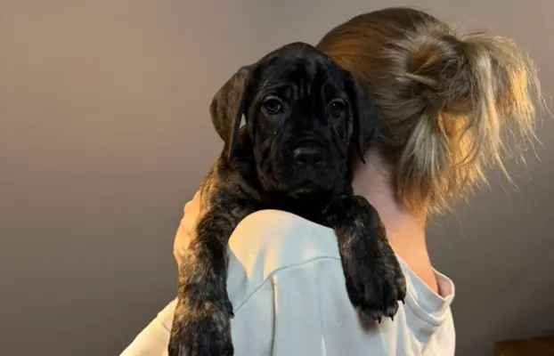 Piękne Szczeniaki Cane Corso | Czarne i Czarne Pręgowane 3