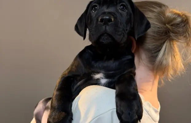 Piękne Szczeniaki Cane Corso | Czarne i Czarne Pręgowane 5